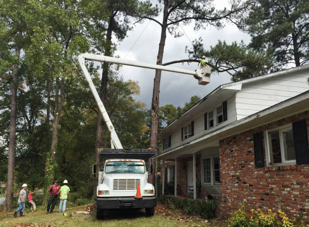 How Our Tree Care Process Works  in  Riverdale Park, CA