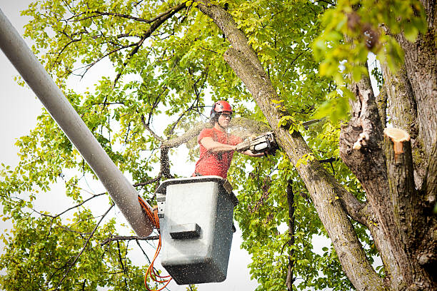 Best Leaf Removal  in Riverdale Park, CA